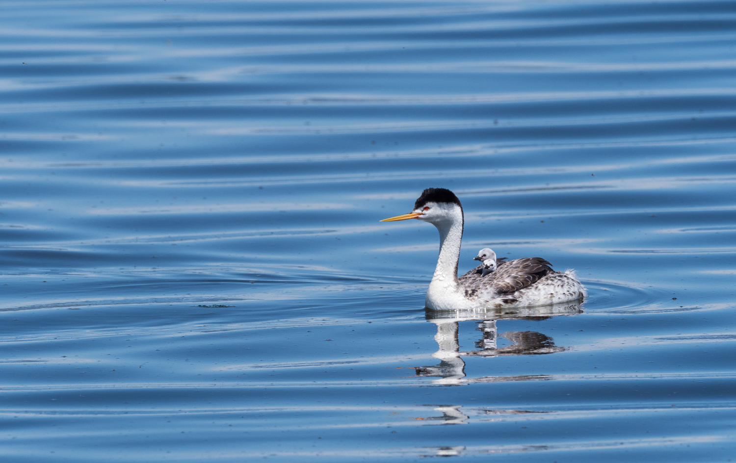 Clark's Grebe with Little Ones