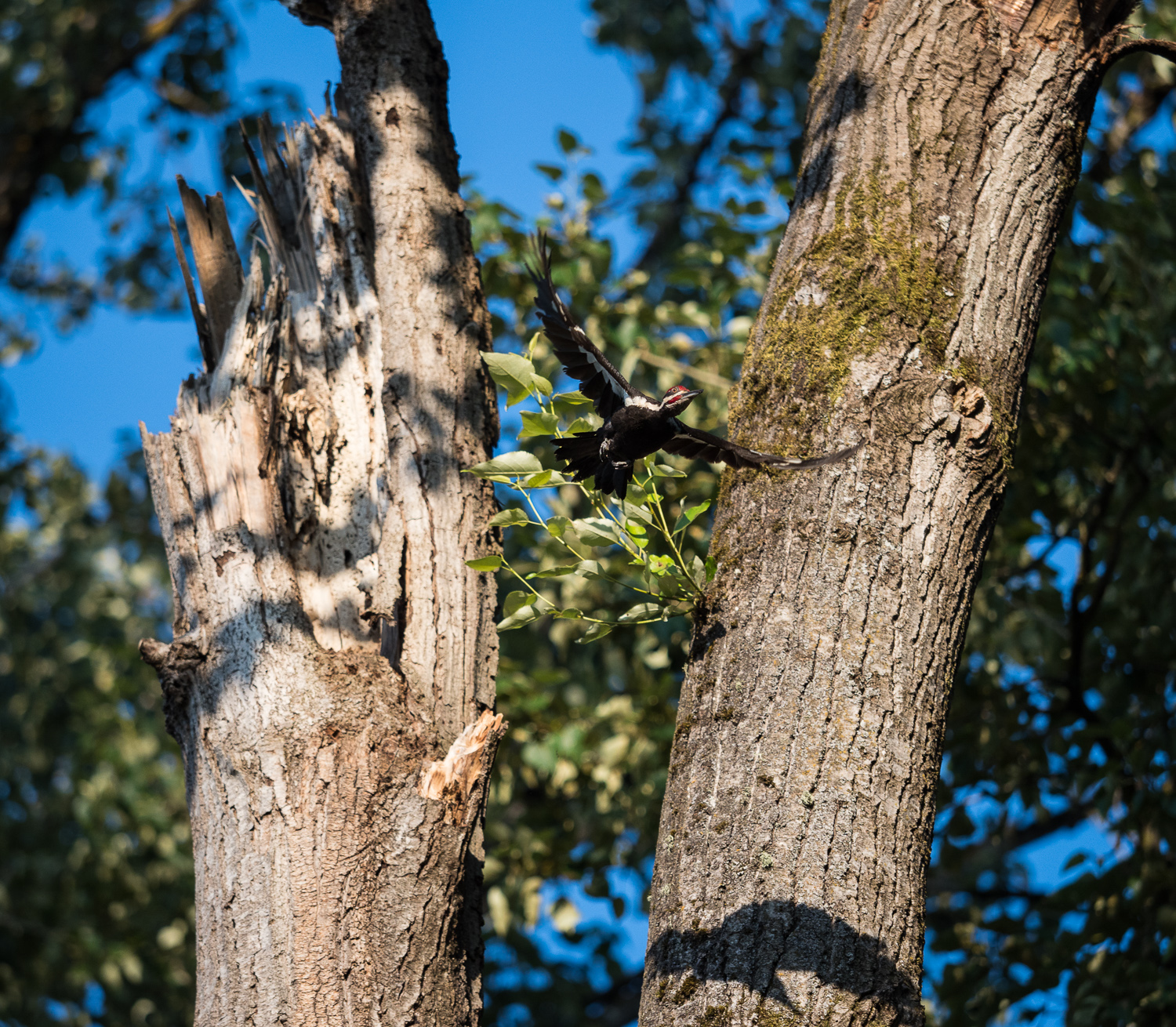 Pileated Woodpecker Takes Flight