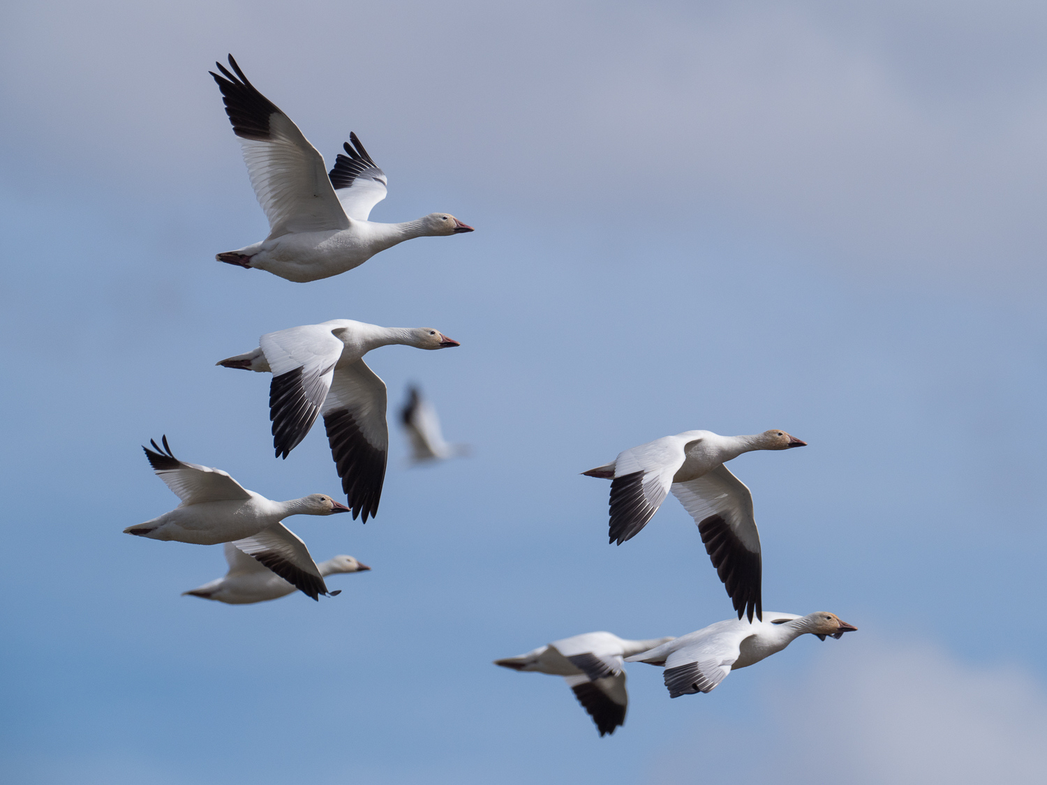  Snow Geese 