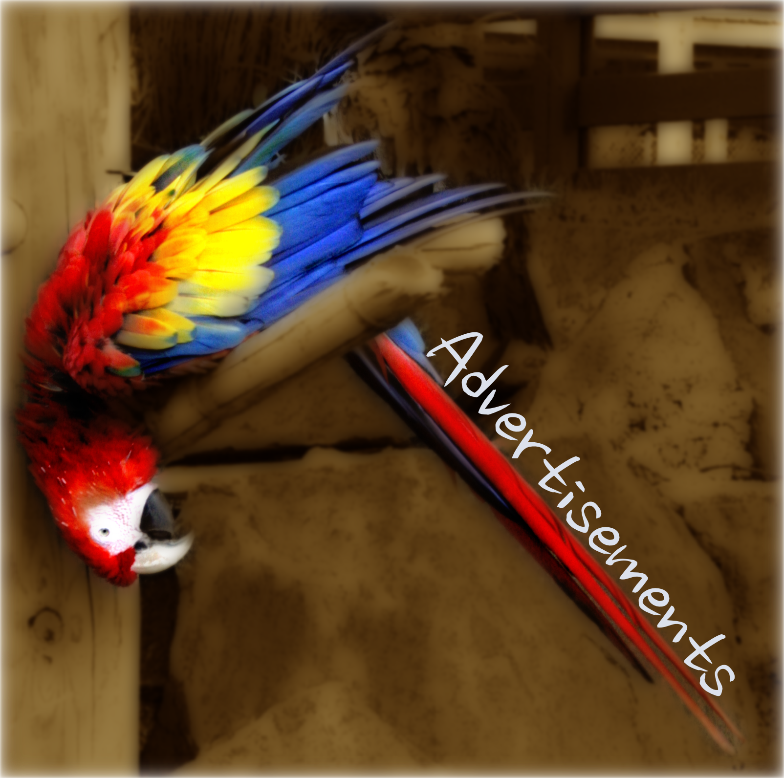Parrot - Ads.png