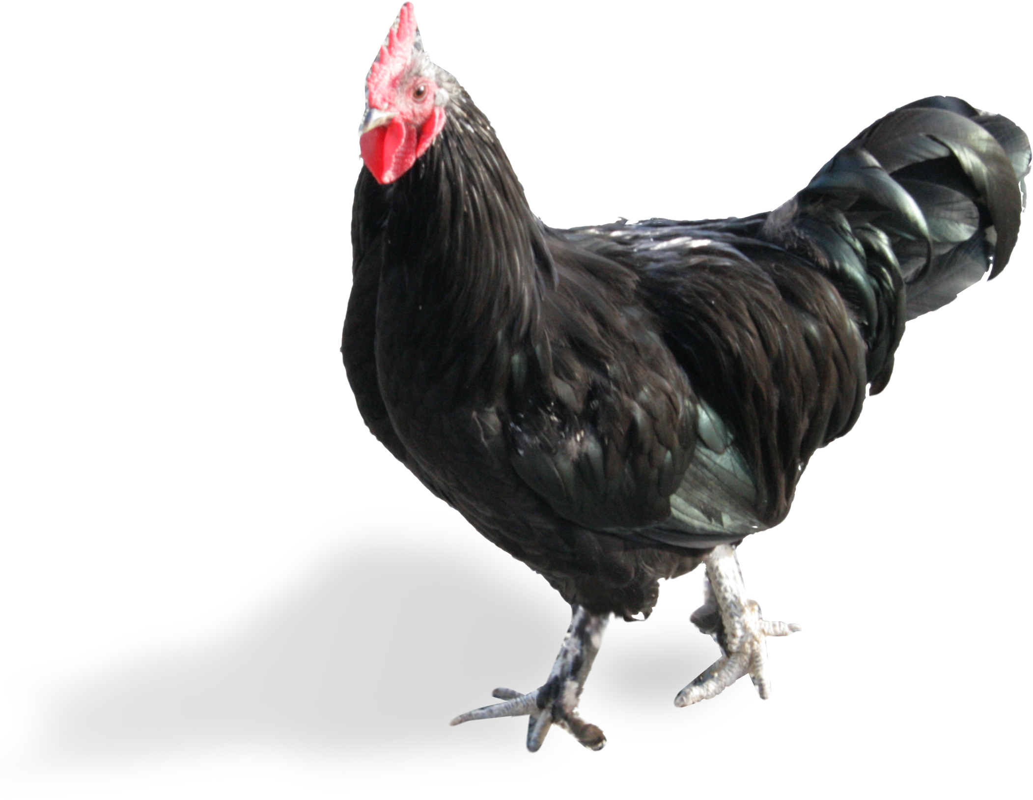 Final Rooster PNG.png