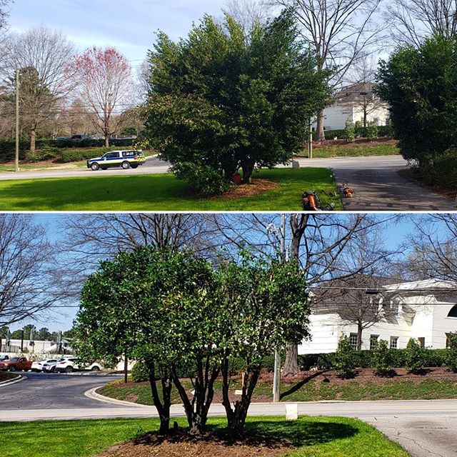 #spring2019 #lawncare #quality #lawnmaintenance  #beautiful #lawn #beautifullawn  #mowing #grass #edging  #flowers #manuelweeding #weeding #pruning #mulch #pinestraw #trimming #bushes 
#leafremoval #branchesremoval  #debrisremoval #Wakeforest  #Garne