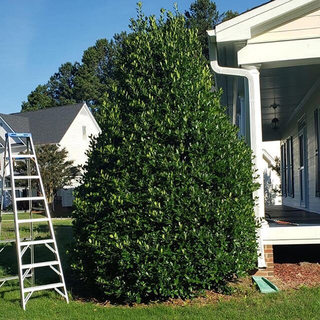 #beforeandafter #lawncare #quality #lawnmaintenance  #beautiful #lawn #beautifullawn  #mowing #grass #edging  #flowers #manuelweeding #weeding #pruning #mulch #pinestraw #trimming #bushes 
#leafremoval #branchesremoval  #debrisremoval #Wakeforest  #G