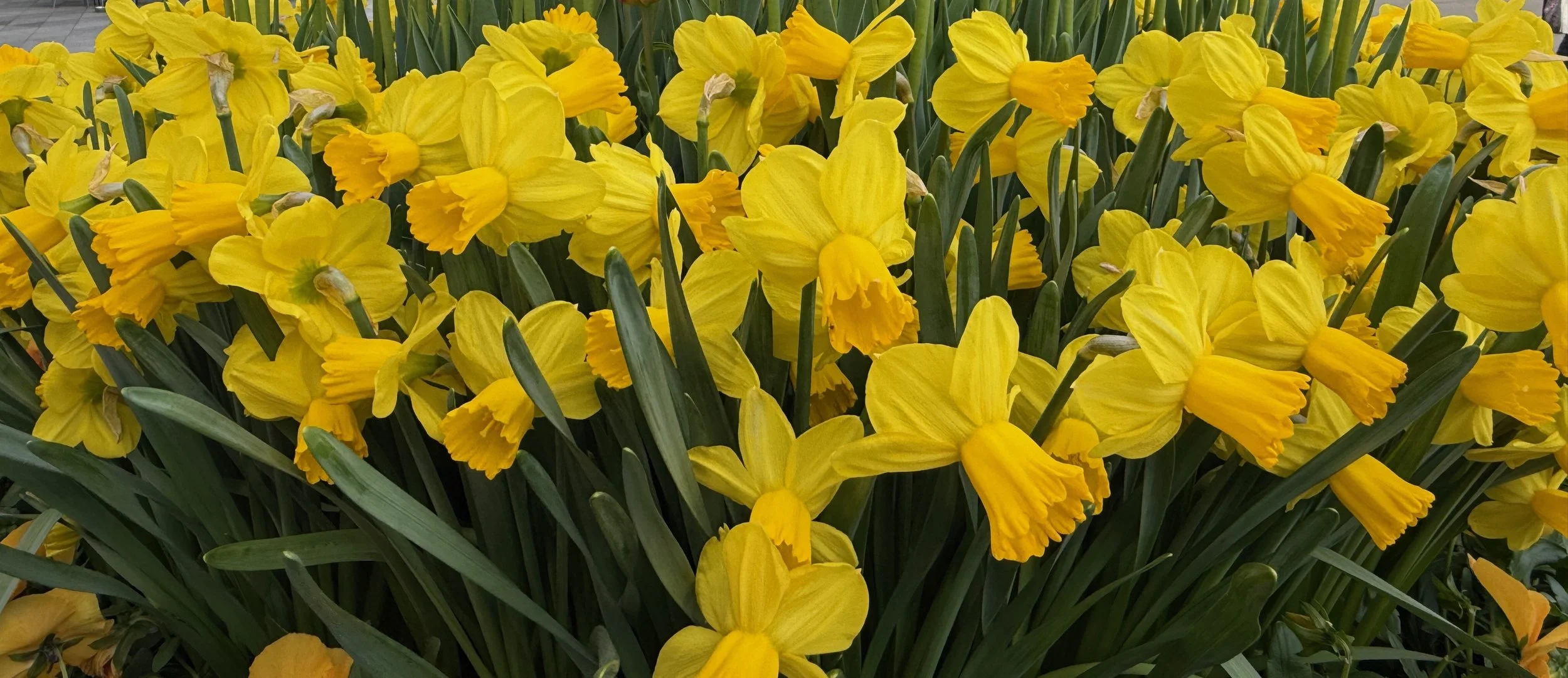 Garden Event: Green Natives of Old Granville 