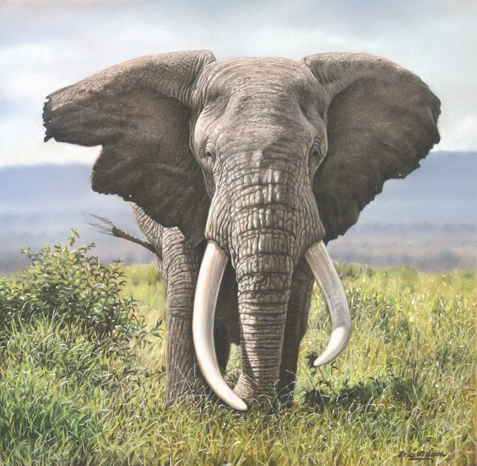 Tusker