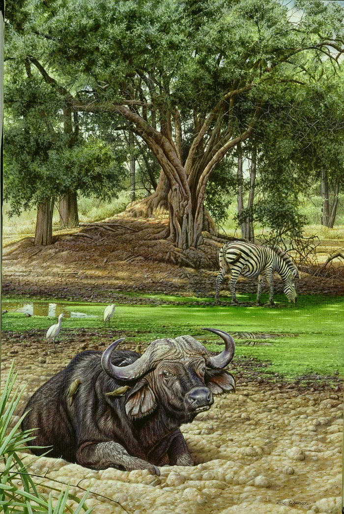 Ruckomechi -African buffalo