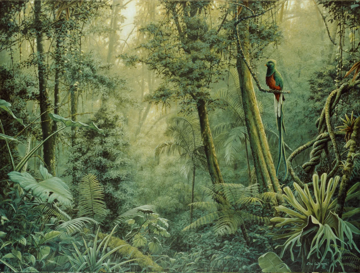 Quetzal - Costa Rica