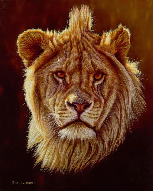 Portrait of a young lion in oil. 12 x 10 inches.