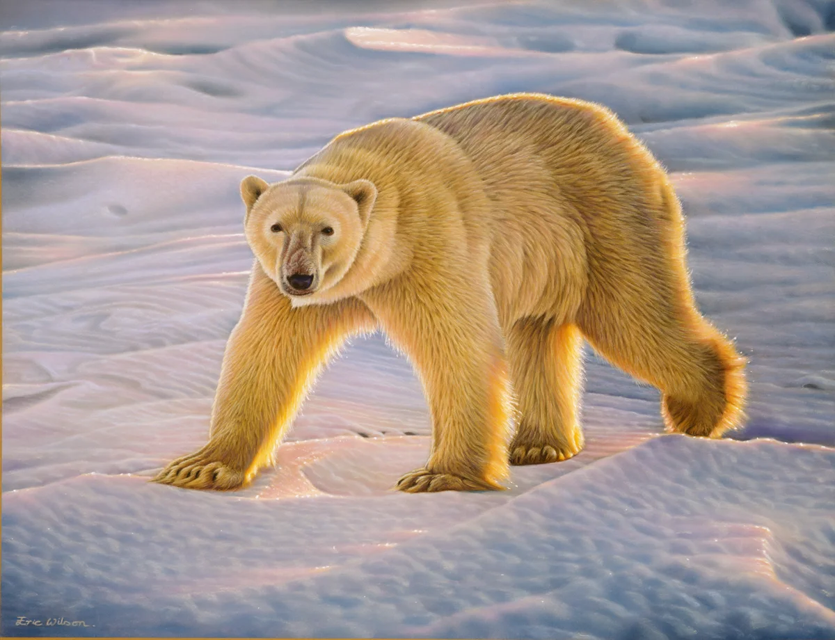 Male Polar Bear at Sundown
