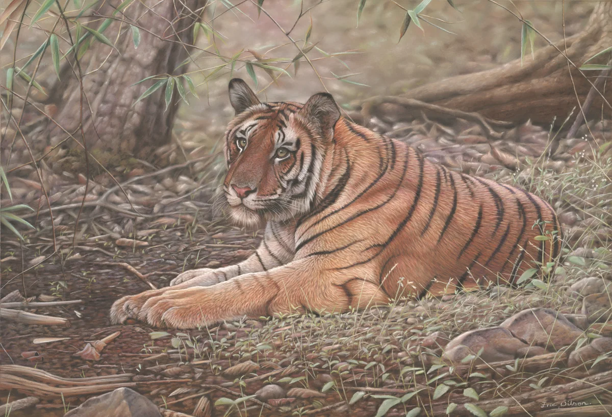 Bandhavgar Tiger