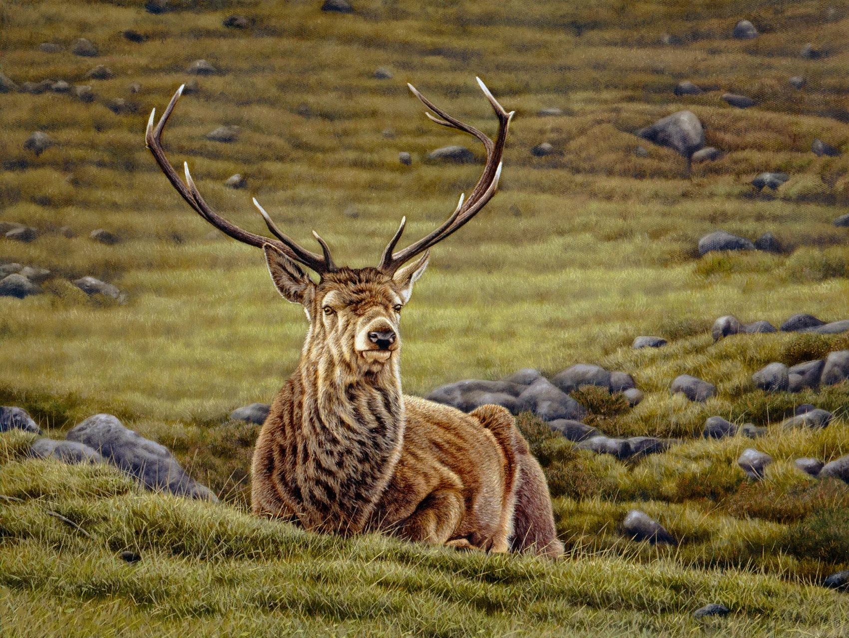 Stag-Scottish Highlands-Glen Cannich