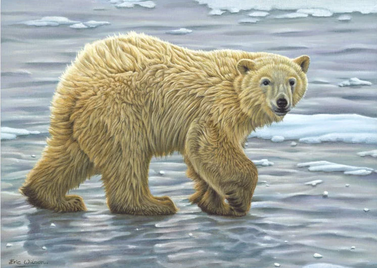 Polar Bear Cub