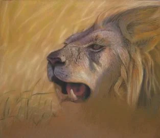 LionStudy1-313x271.jpg