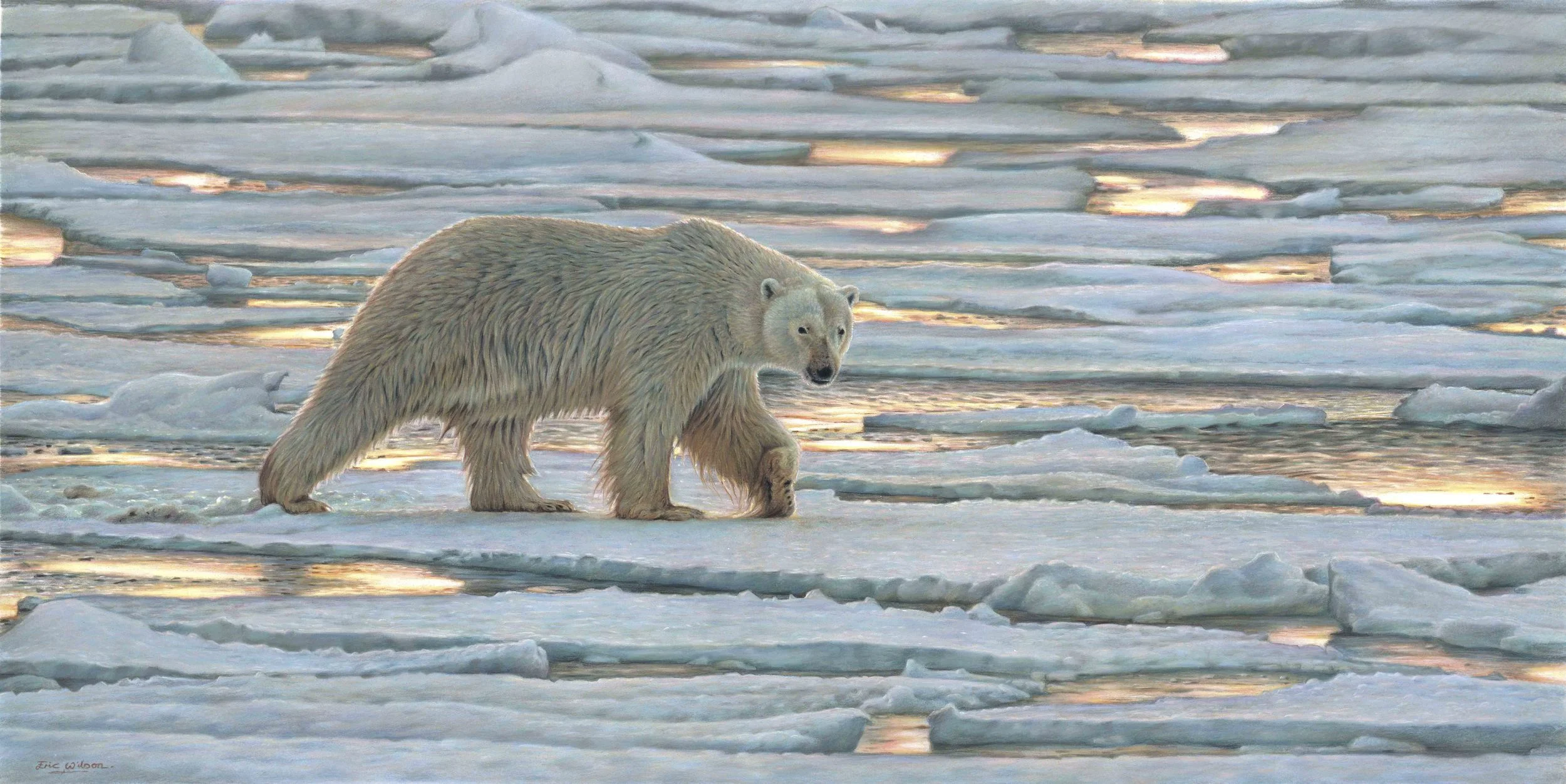 'Walking on thin Ice' Polar Bear - Wapusk, Canada. Pastel 13.5 x 27 Inches. Original SOLD.