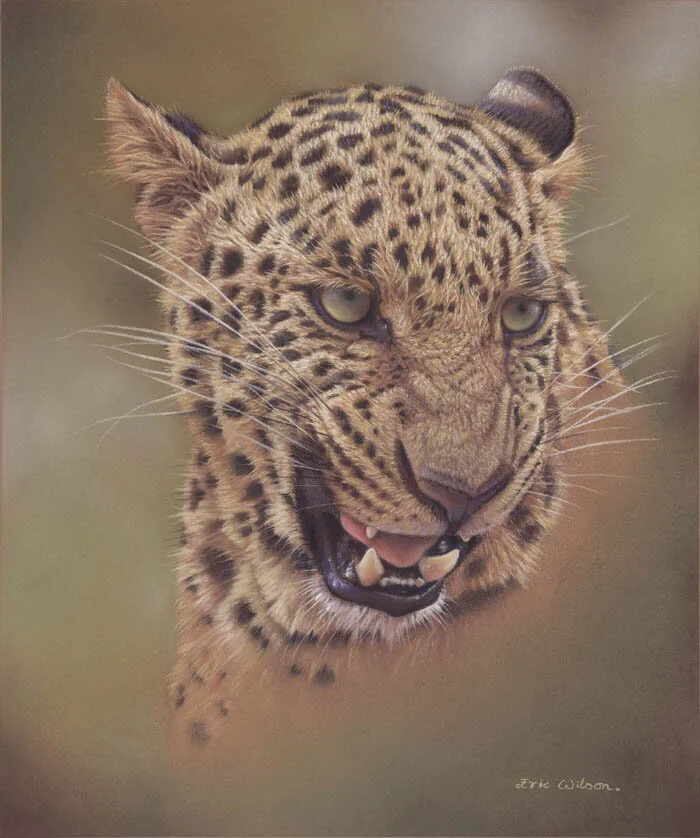 Eric Wilson Fine ArtPaintings of leopards. fine art leopard paintings