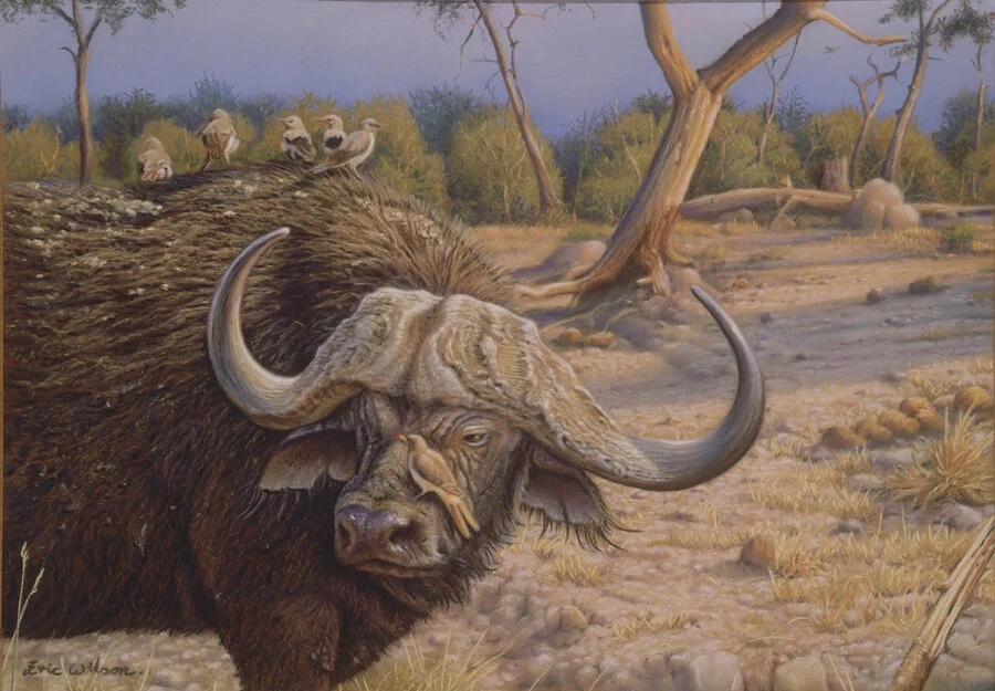 BUFFALO WITH OXPECKER Pastel on pastelmat, 14 x 10 inches. Available: • Paper and canvas fine art prints .