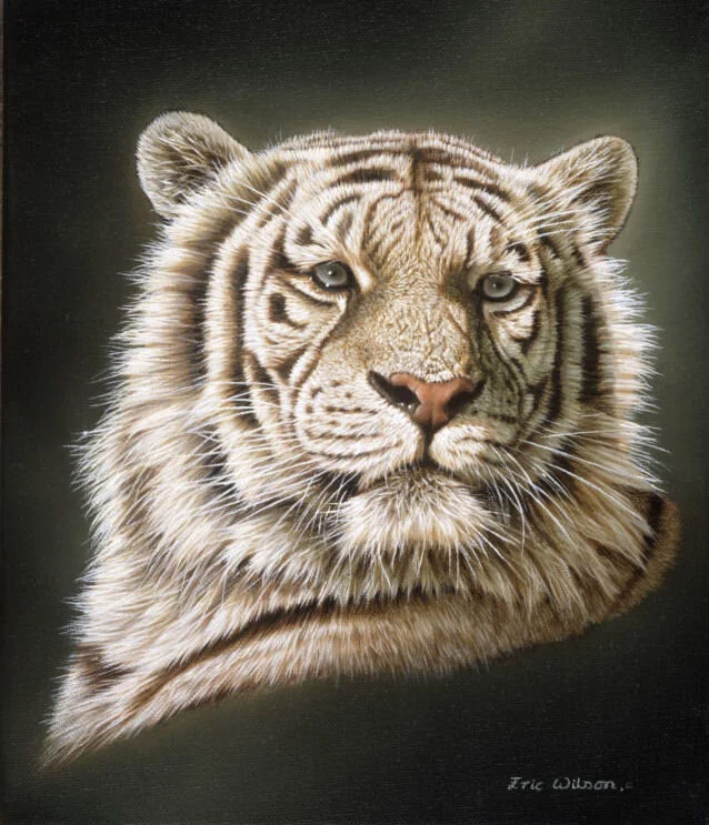 Portrait Of A White Tiger Fine Art Print — Eric Wilson Fine Art