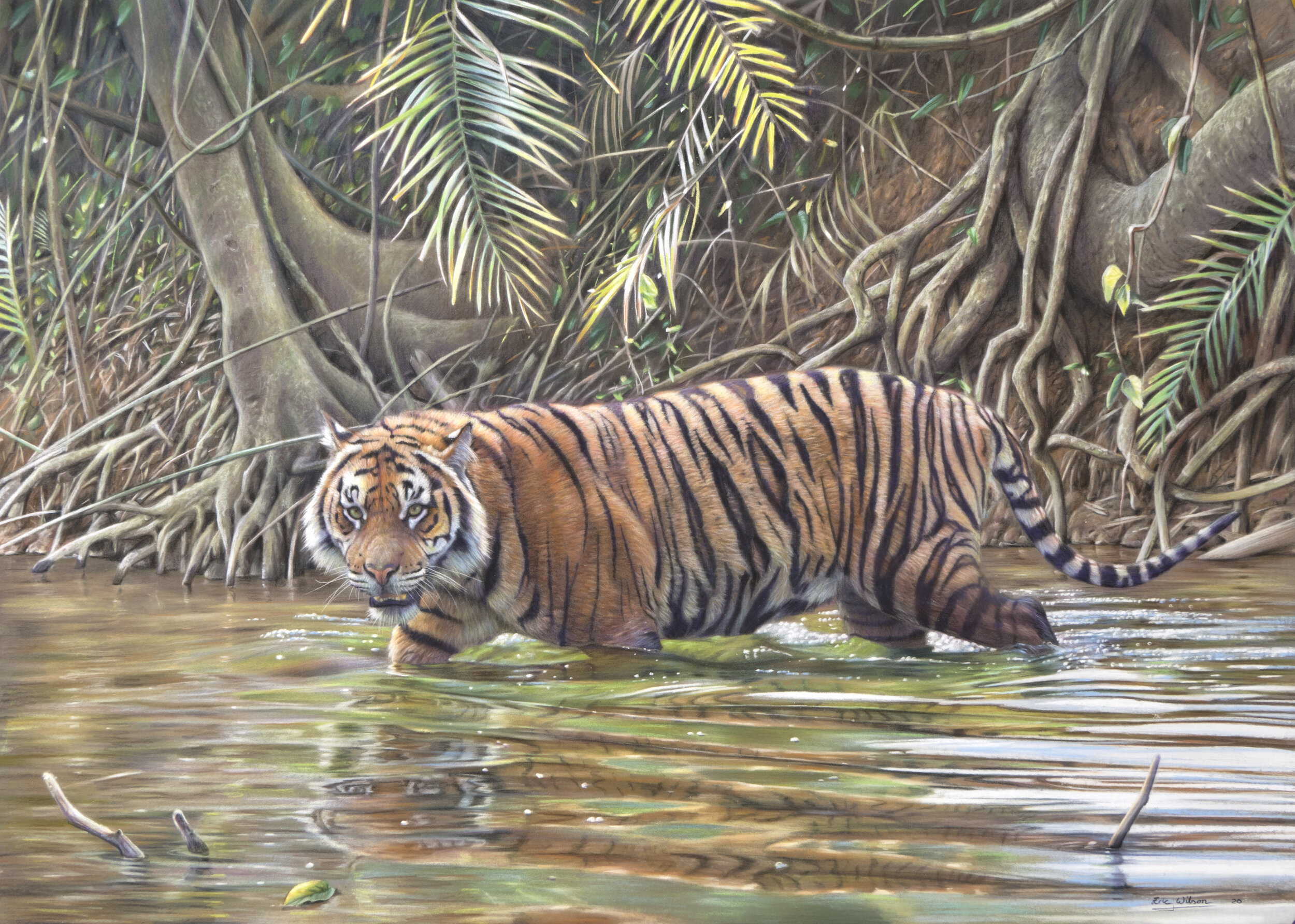 Eric Wilson Fine Art-Tiger paintings. Original fine art tiger artwork ...