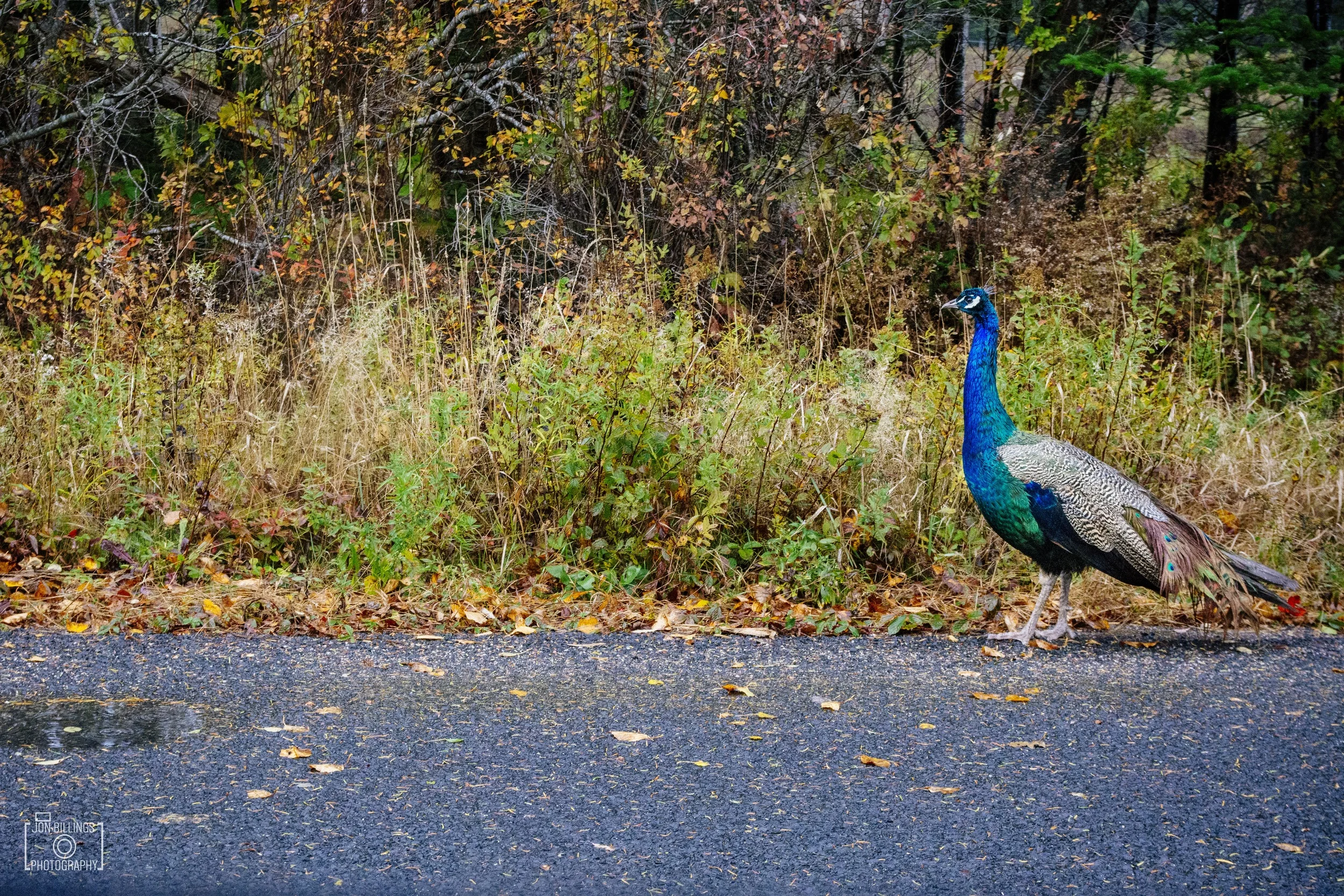 I wasn't the only one out adventuring.