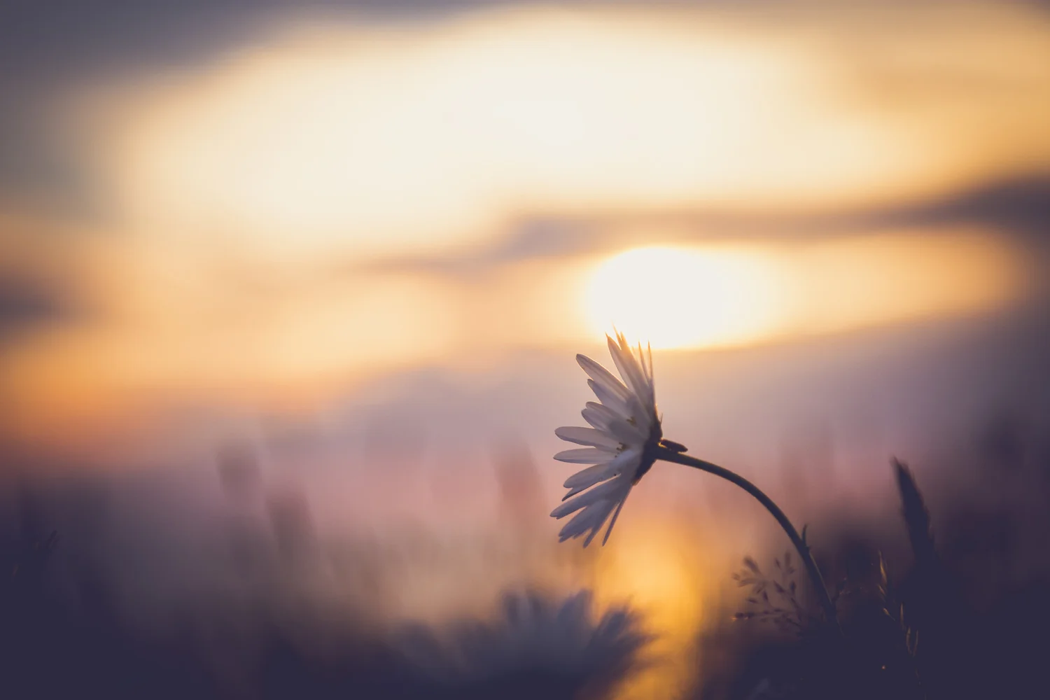 Soft Light Jon Billings Photography