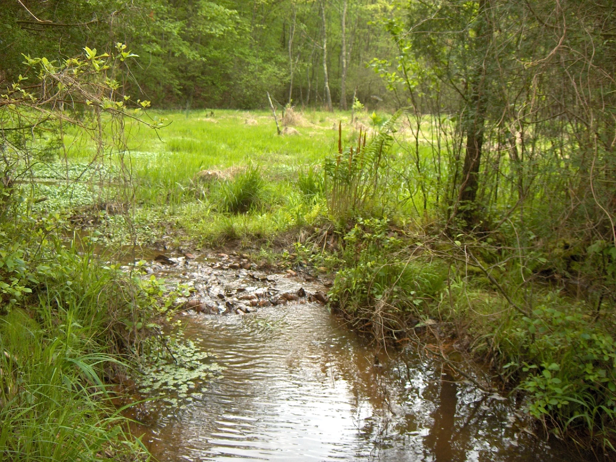Howard's Branch Sand Seepage Wetland installed in 2001 in Brewer's Creek Watershed