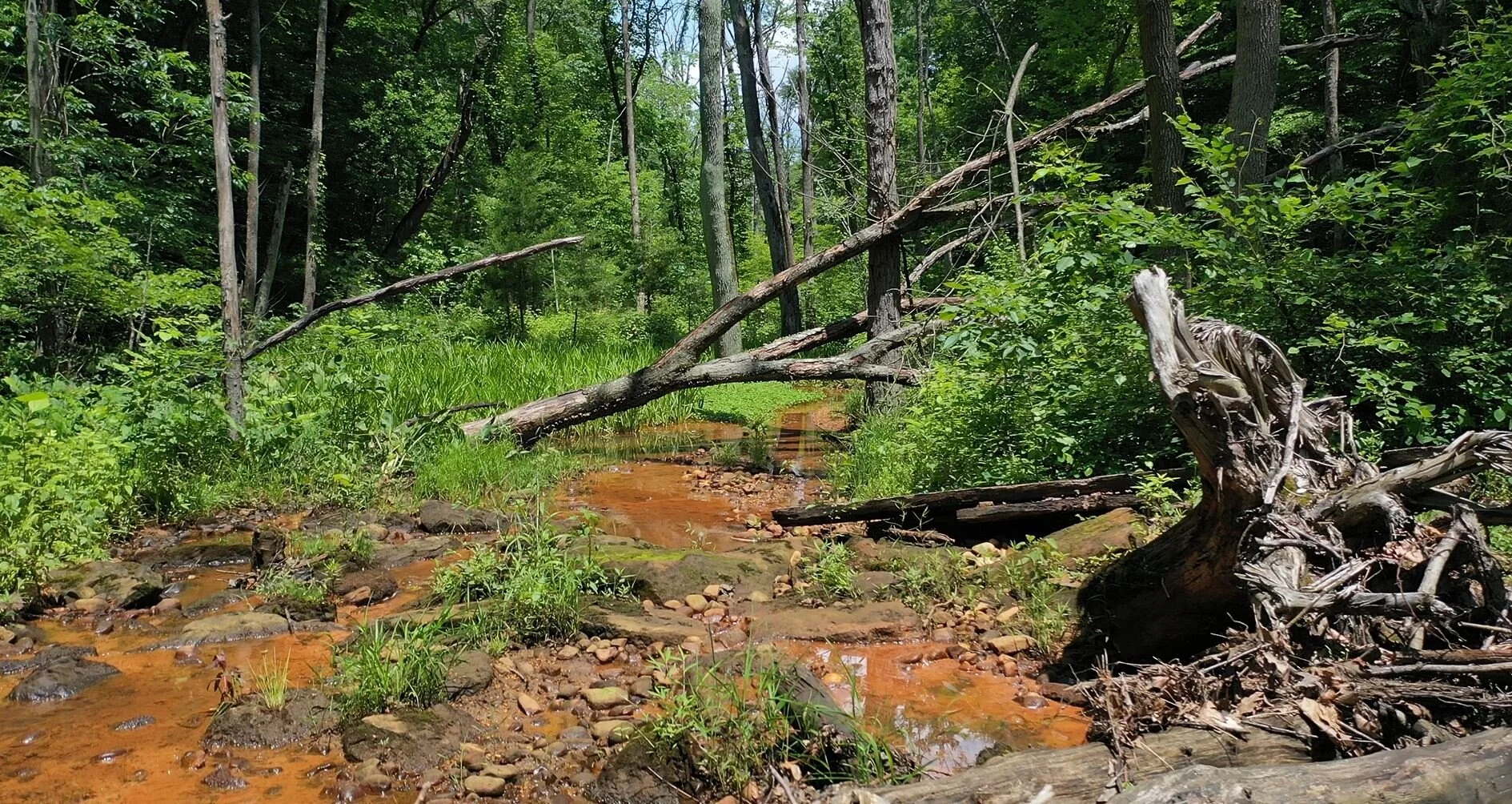 Cabin Branch Headwater RSC 2012