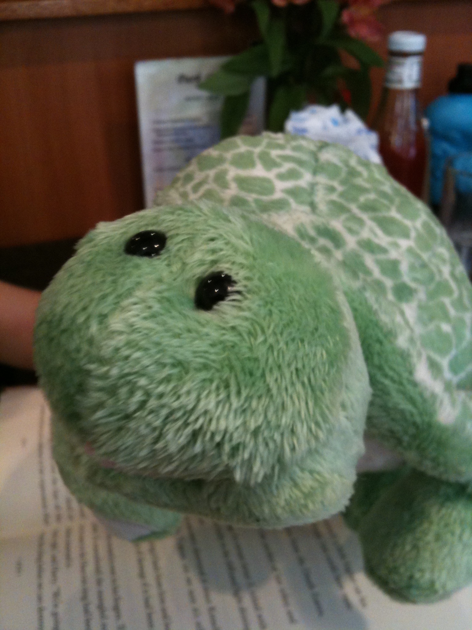 This is my daughter's Webkinz turtle Greenie, at the Park Cafe on 7th Avenue.