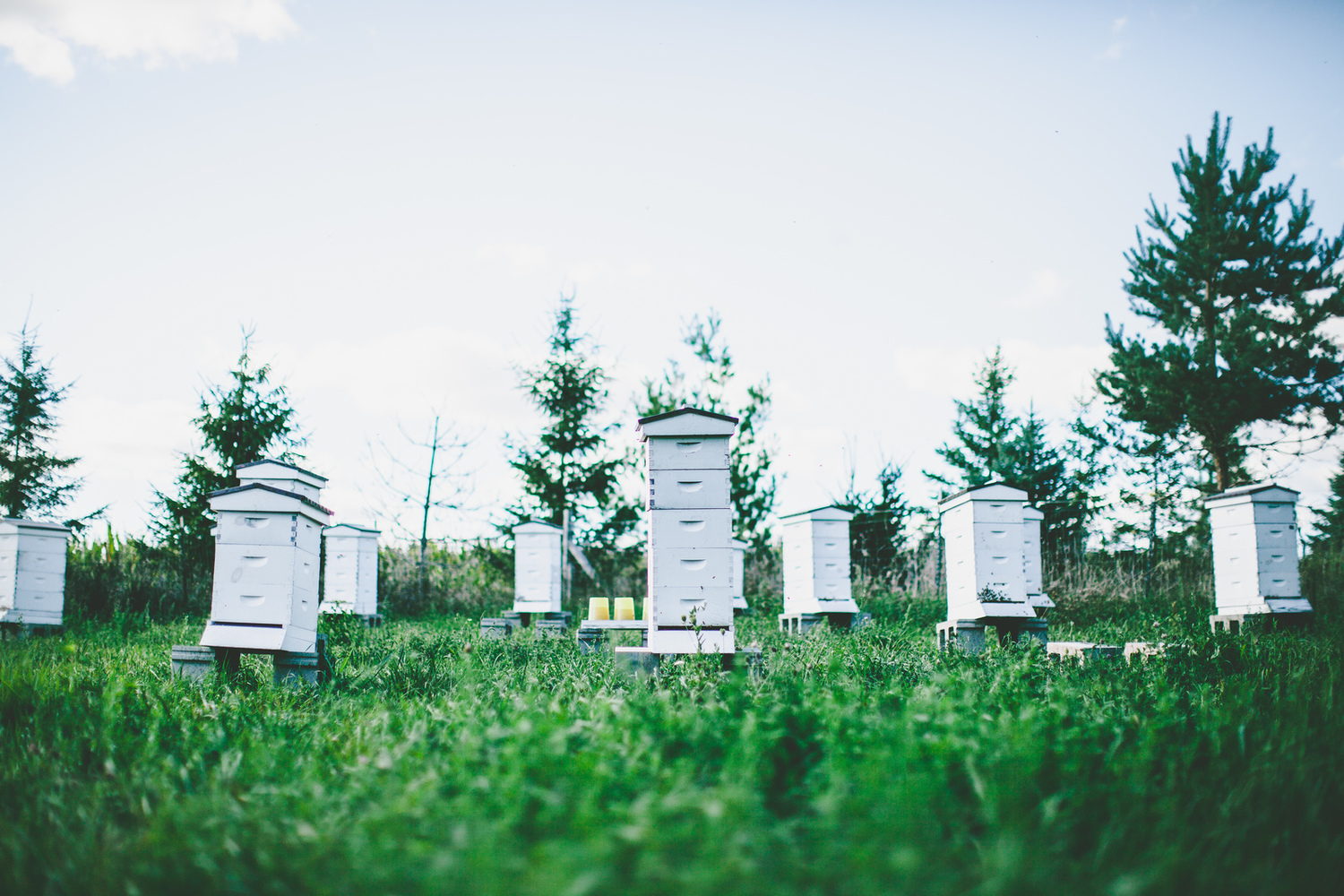 Getting Buzzed on the Farm — City Provisions, Metropolitan and Templeton Rye at Heritage Prairie