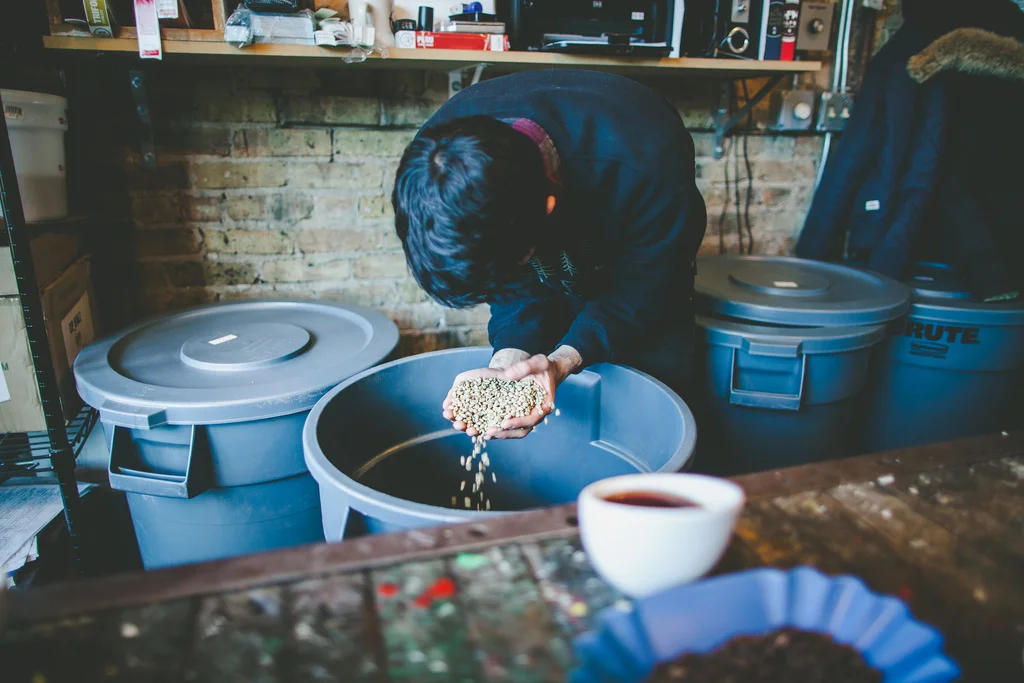  Miro of Gaslight Coffee Roasters gets a handful of fresh green coffee from Costa Rica.&nbsp; 