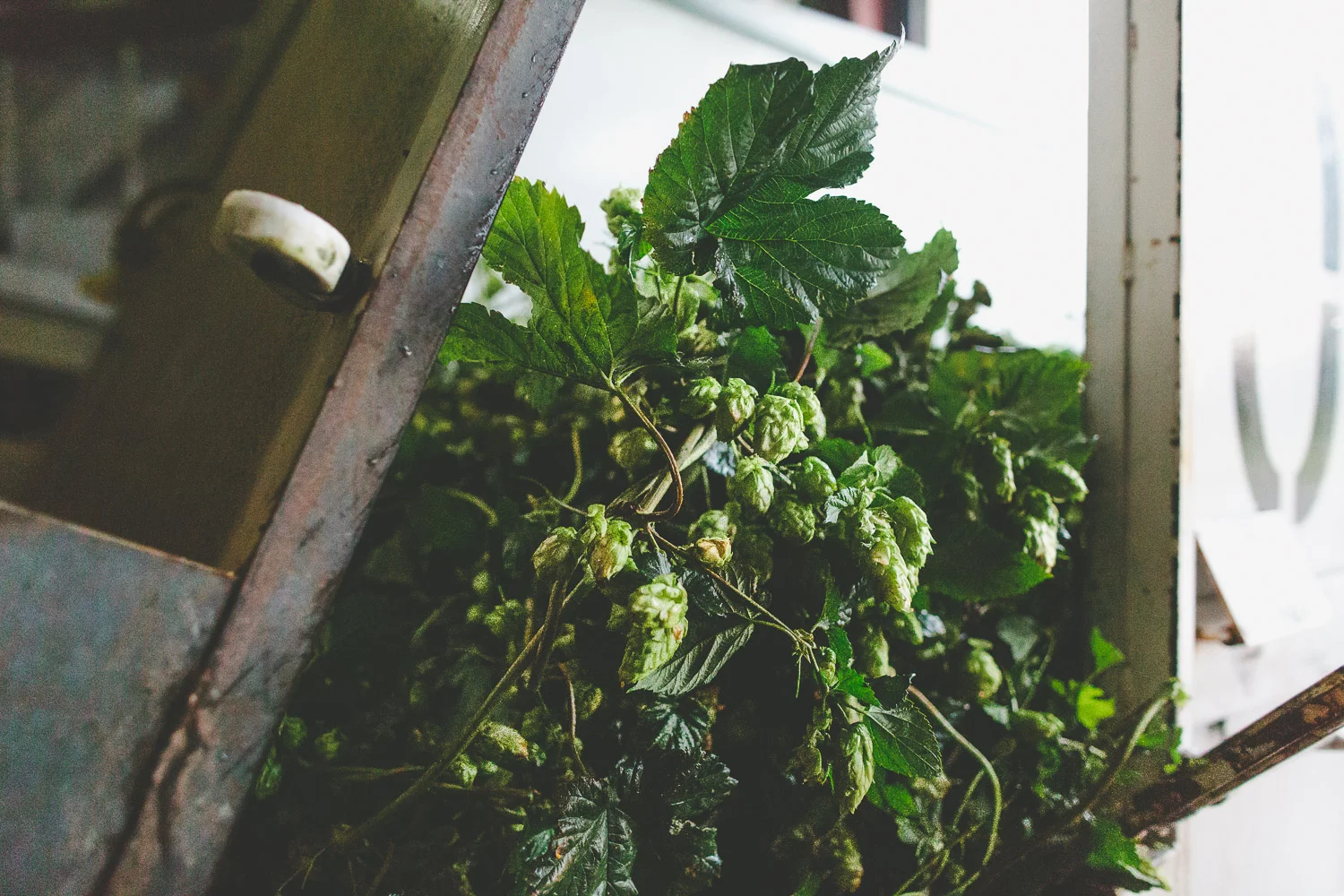 First harvest begins