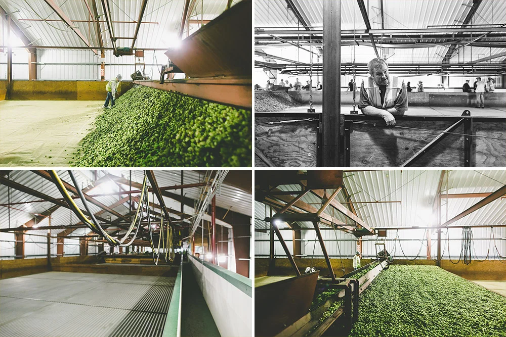 The kilning begins as hops are spread over a mesh floor and slowly heated