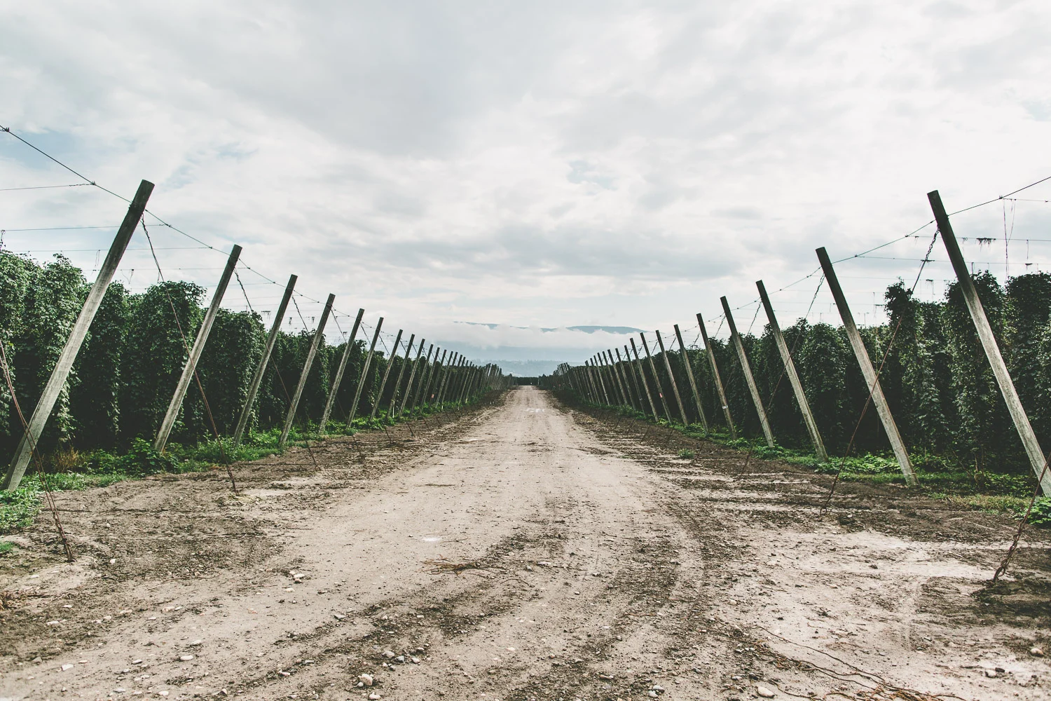 Over 40 varieties on 1,700 acres