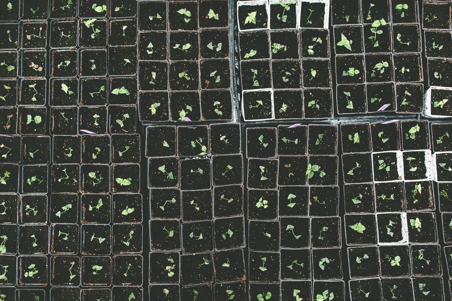 Spliced root stock makes it possible to have an all-female farm to produce buds
