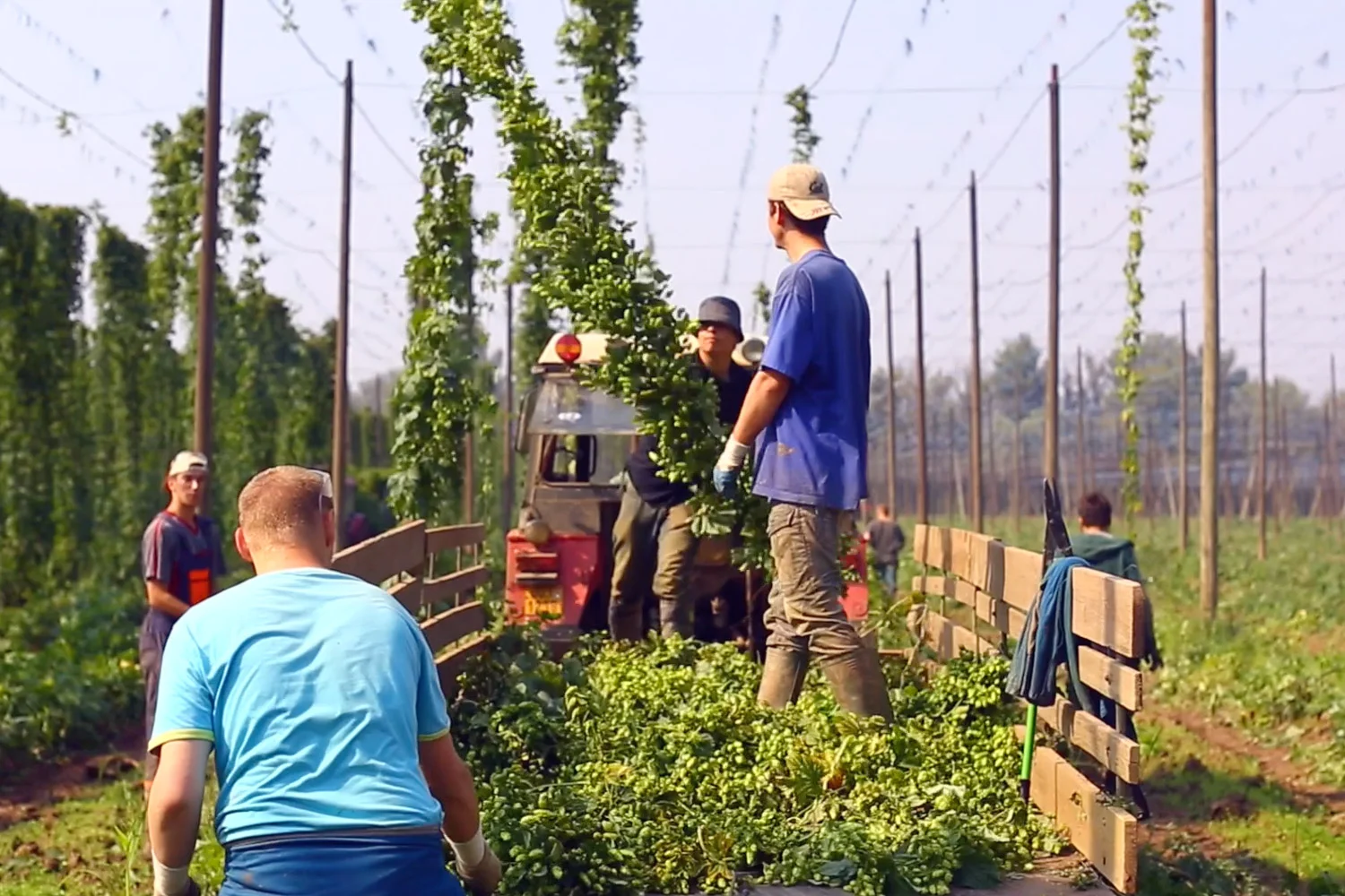 [video] Saaz hop harvest in Zatec, Czech Republic