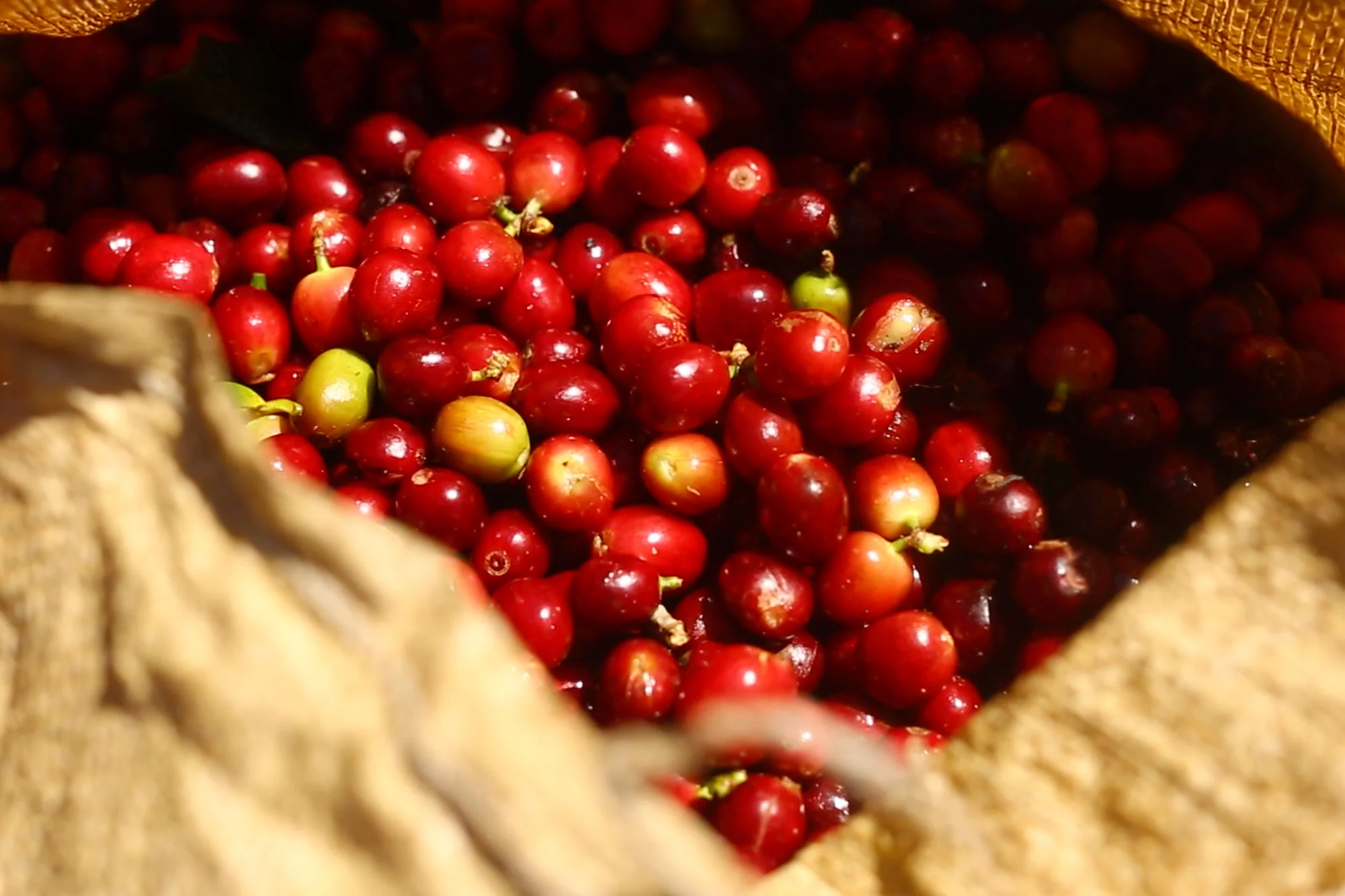 Yodo con Leche — The Journey Begins [video]