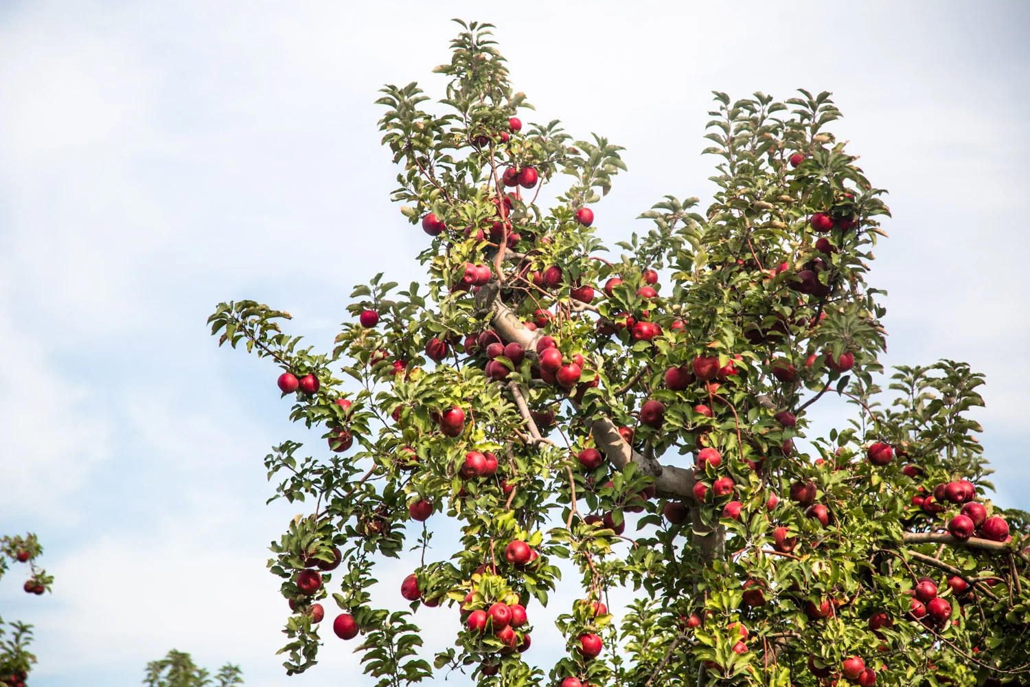 The orchards of Angry Orchard in Walden, NY