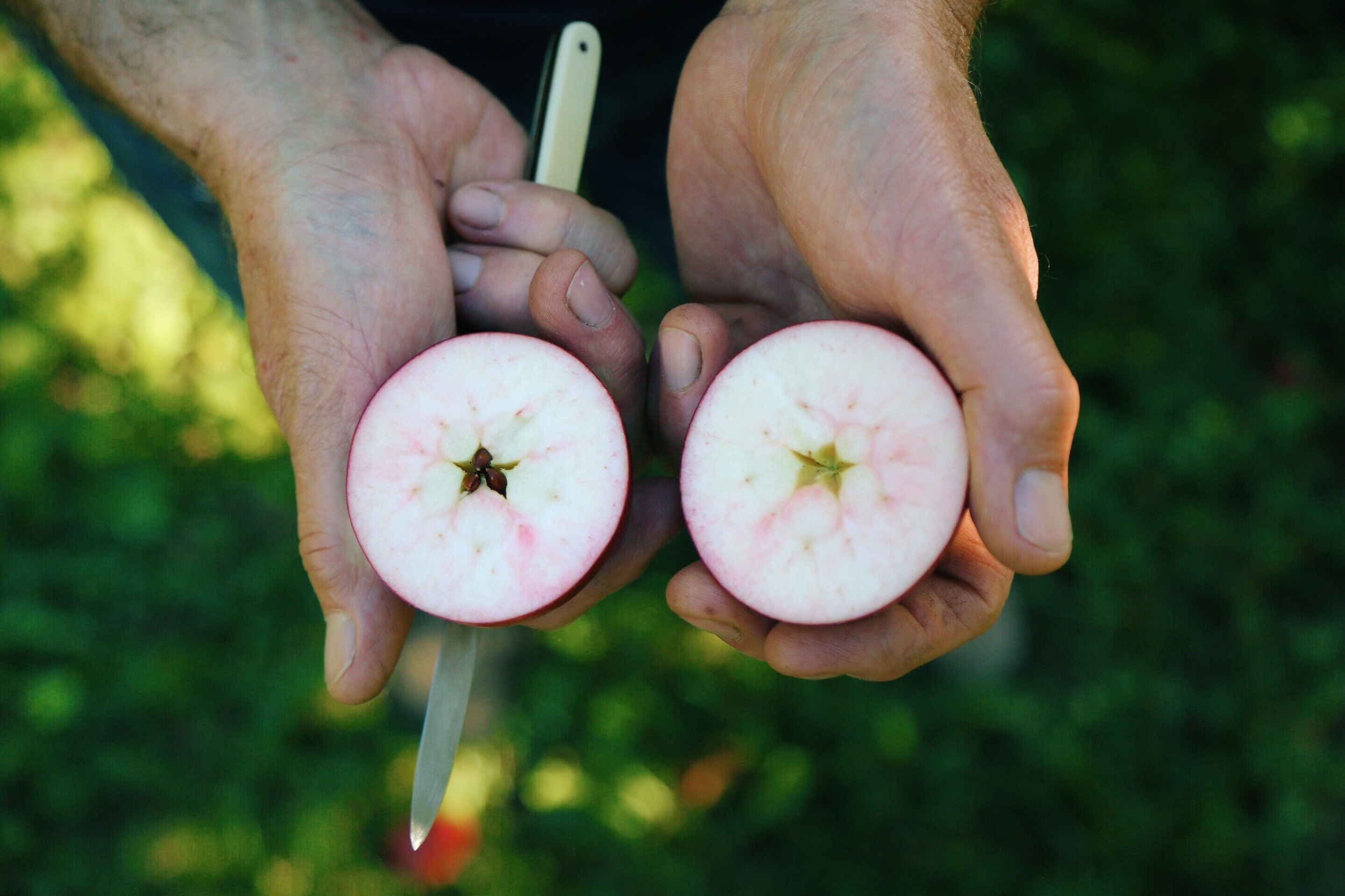 Kevin Zielinski of E.Z. Orchard bearing the heirloom fruits of his labor.