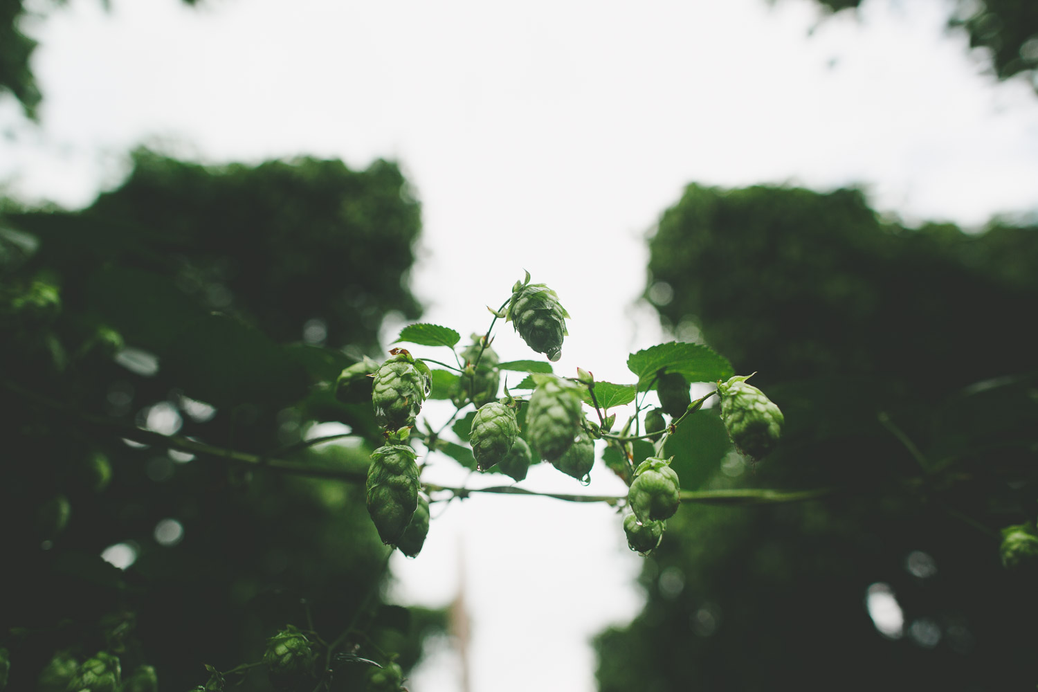 Sightlines — Duo Launch Hop Farm in Bangkok, Thailand