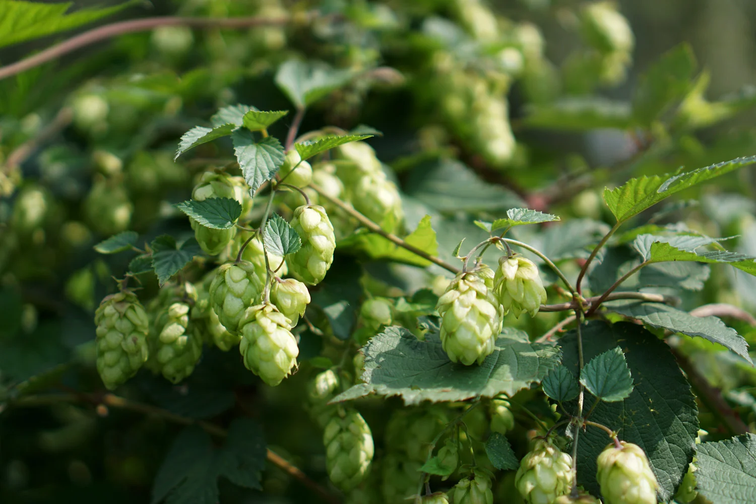 Sightlines — Record Hop Harvest Expected in Pacific Northwest
