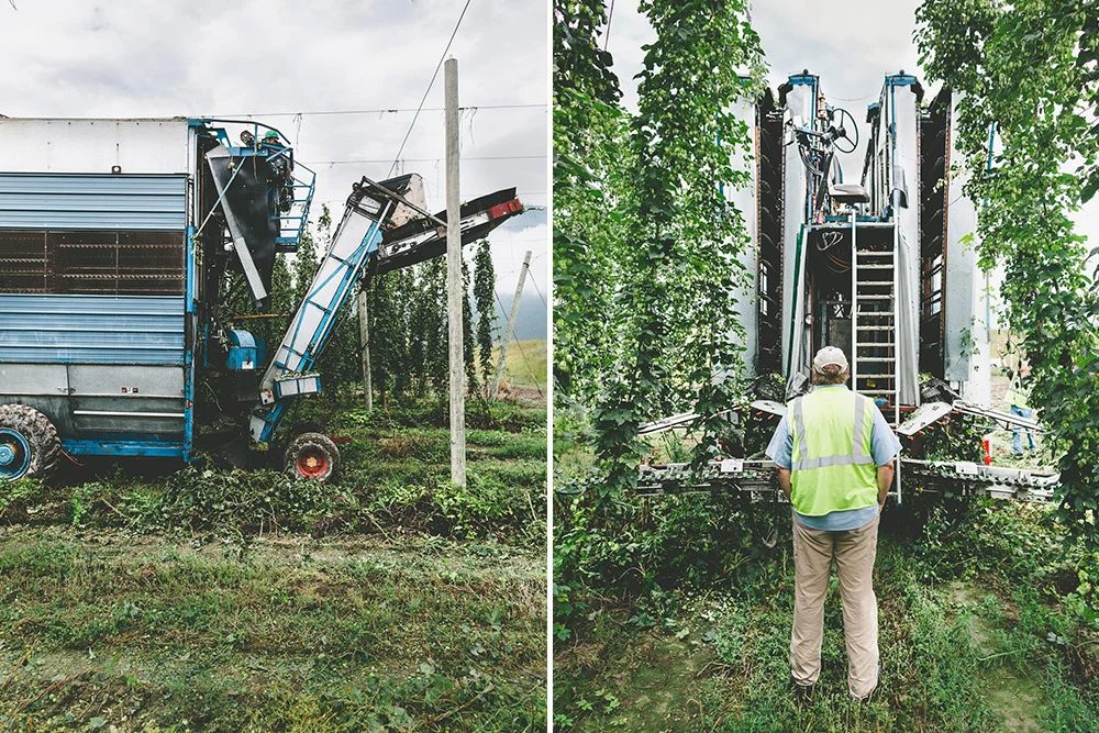 U.S. Hop Production Sets New High of 87 Million Pounds