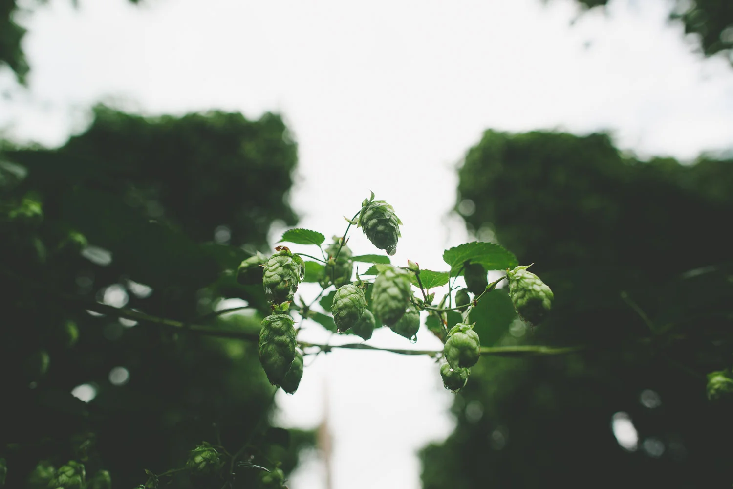 New Zealand Fresh Hops Not So Fresh