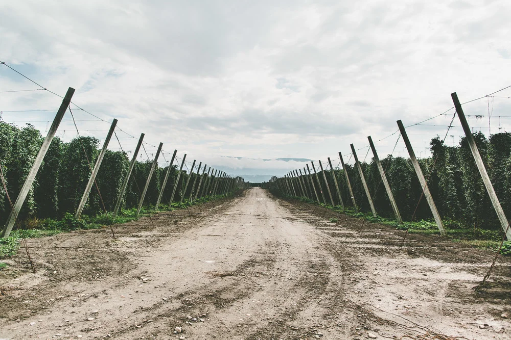 AB InBev Strategically Guards South African Hops After "Low Crop Yield"