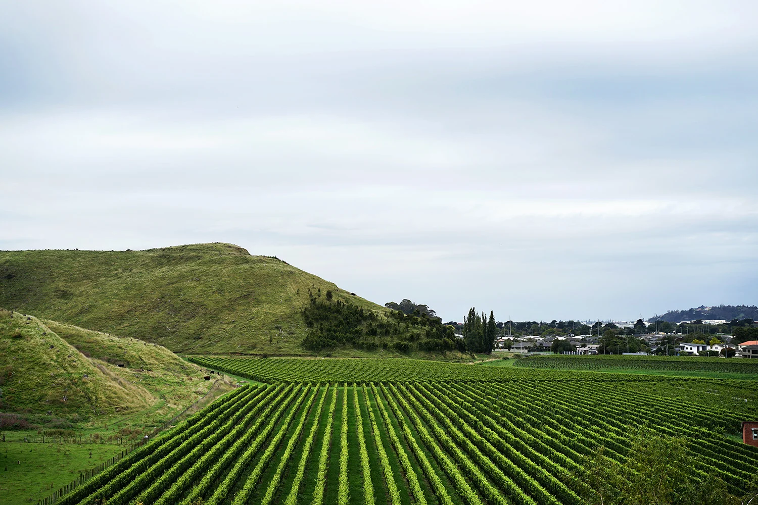 New Zealand - Vinyard 4.jpg