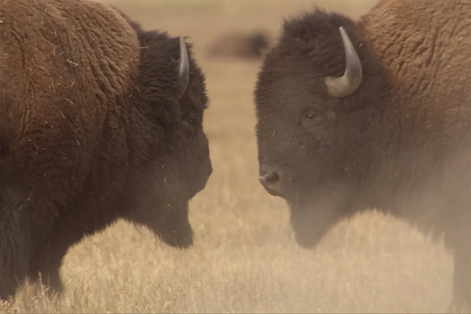 Yellowstone: Battle for Life , BBC