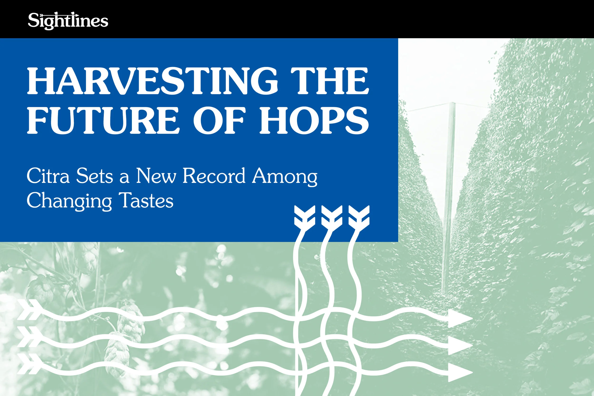Harvesting the Future of Hops — Citra Sets a New Record Among Changing Tastes