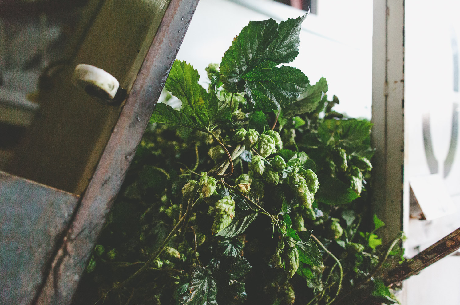Orange You Glad for More Juicy IPAs? — A Look at 2018’s Hop Report
