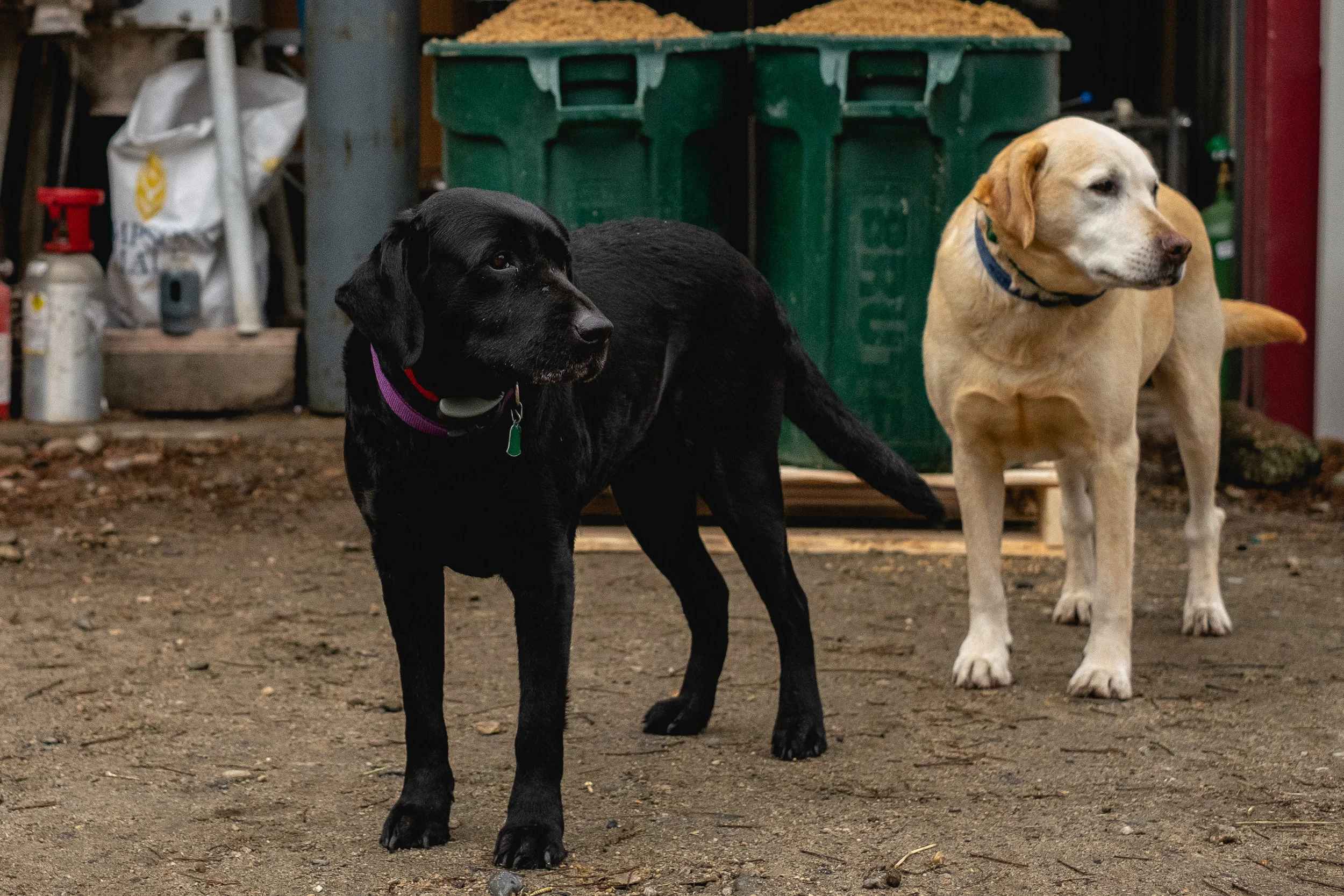 Dogs1.jpg
