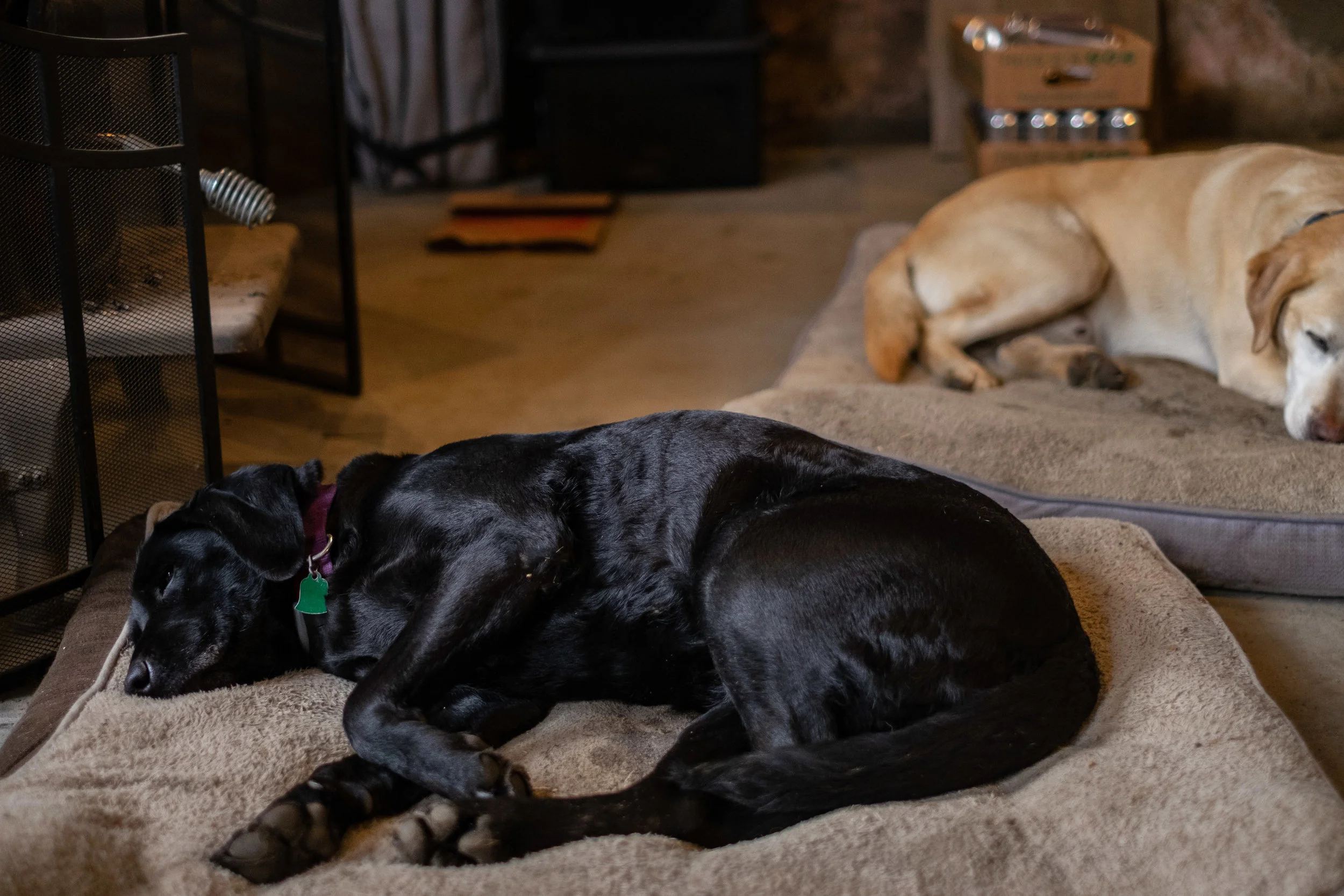 Dogs2.jpg