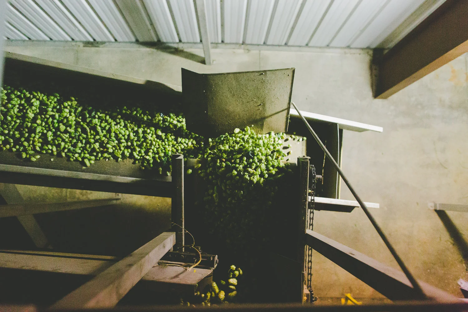 Citra Soars, Cascade Falls — Report Shows Continued Shift To Our New, Favorite Hop