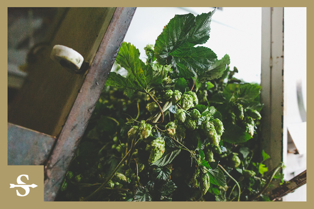 Hop Addition —&nbsp;Getting More in the Ground as Brewers Lock Up the Future of Franchise Varieties 